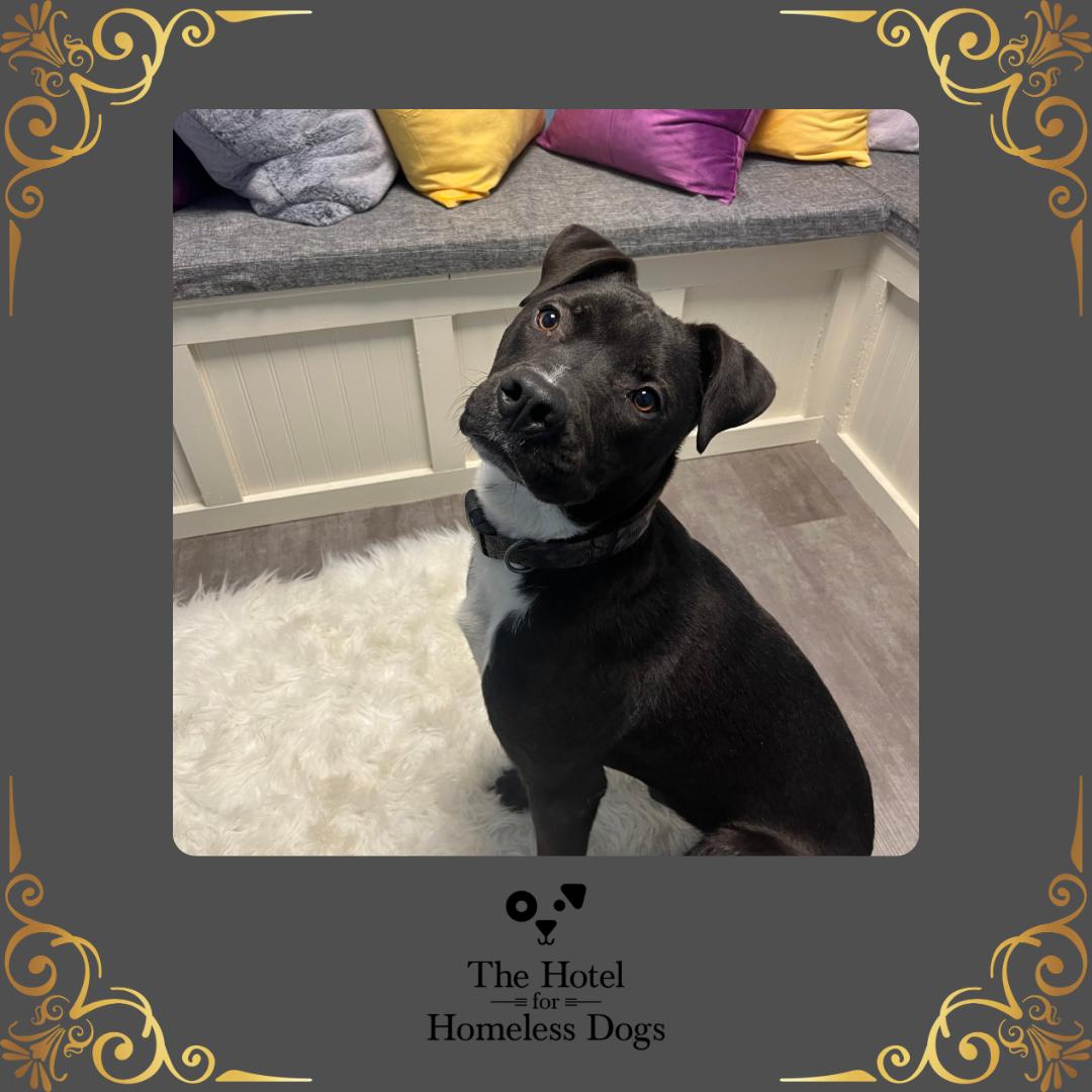 Enlarge Louie, a Adoptable mixed breed in Cumberland, RI image 1/6