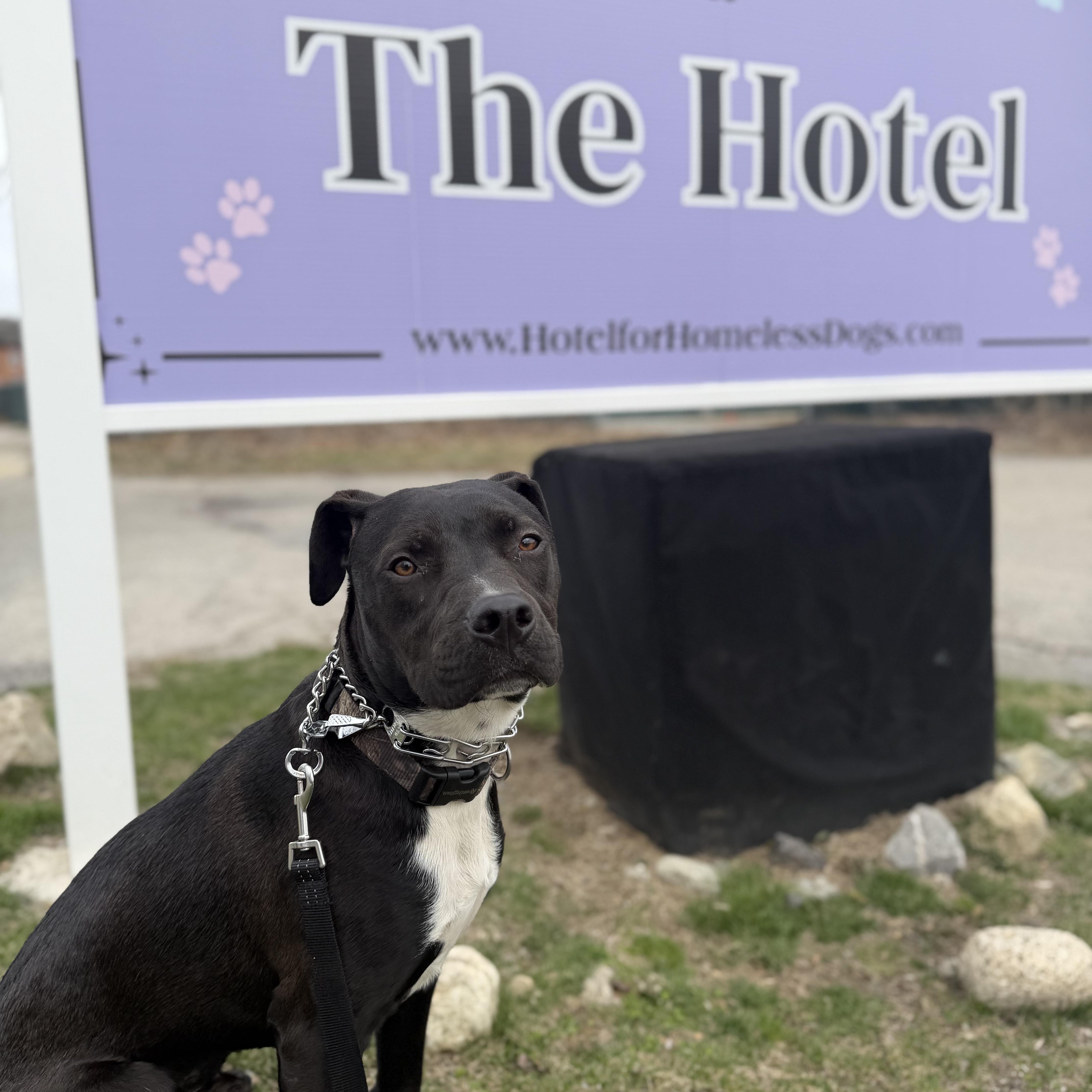 Enlarge Louie, a Adoptable mixed breed in Cumberland, RI image 5/6