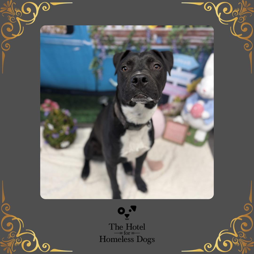 Louie, Adoptable, Young Male American Staffordshire Terrier & Terrier.