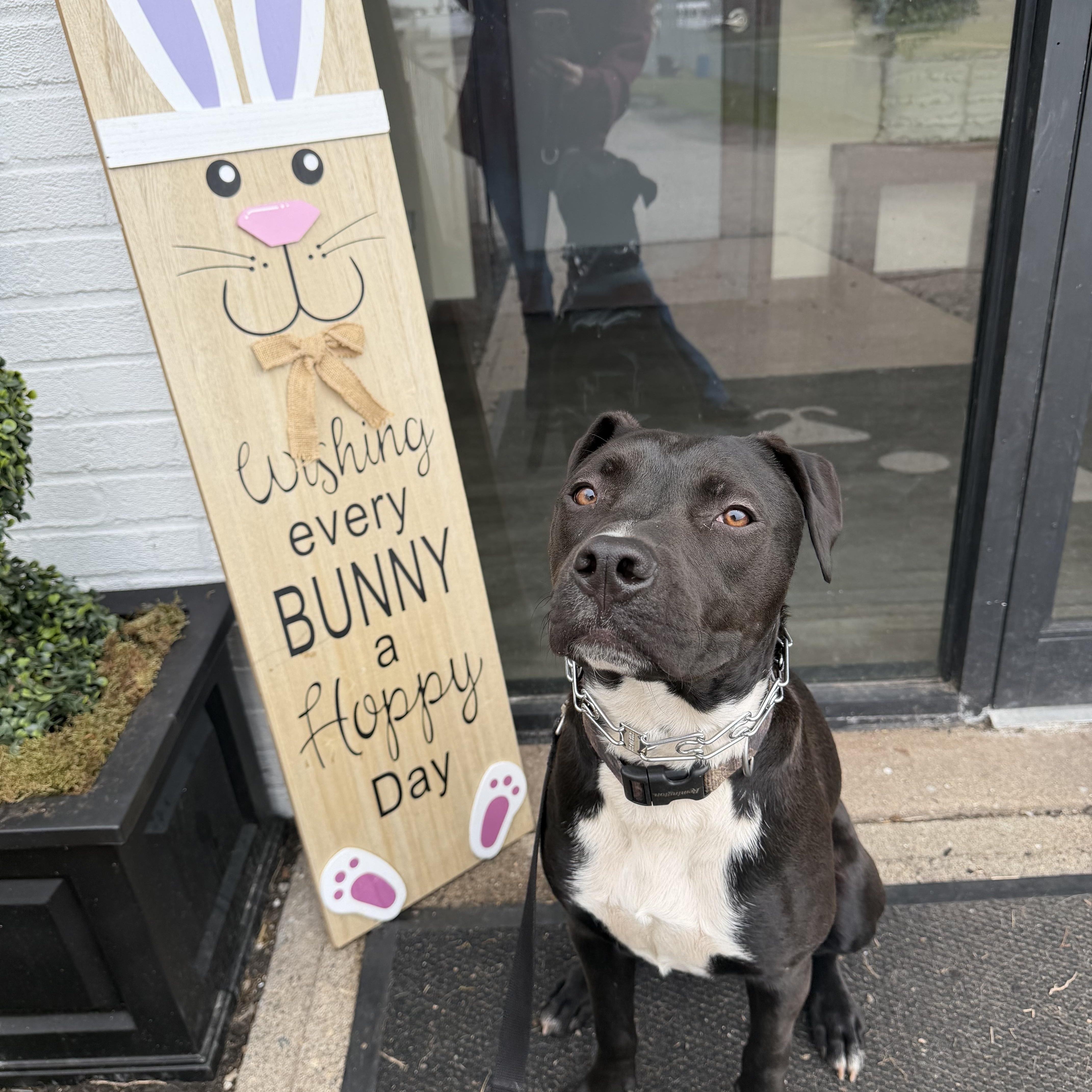 Enlarge Louie, a Adoptable mixed breed in Cumberland, RI image 3/6