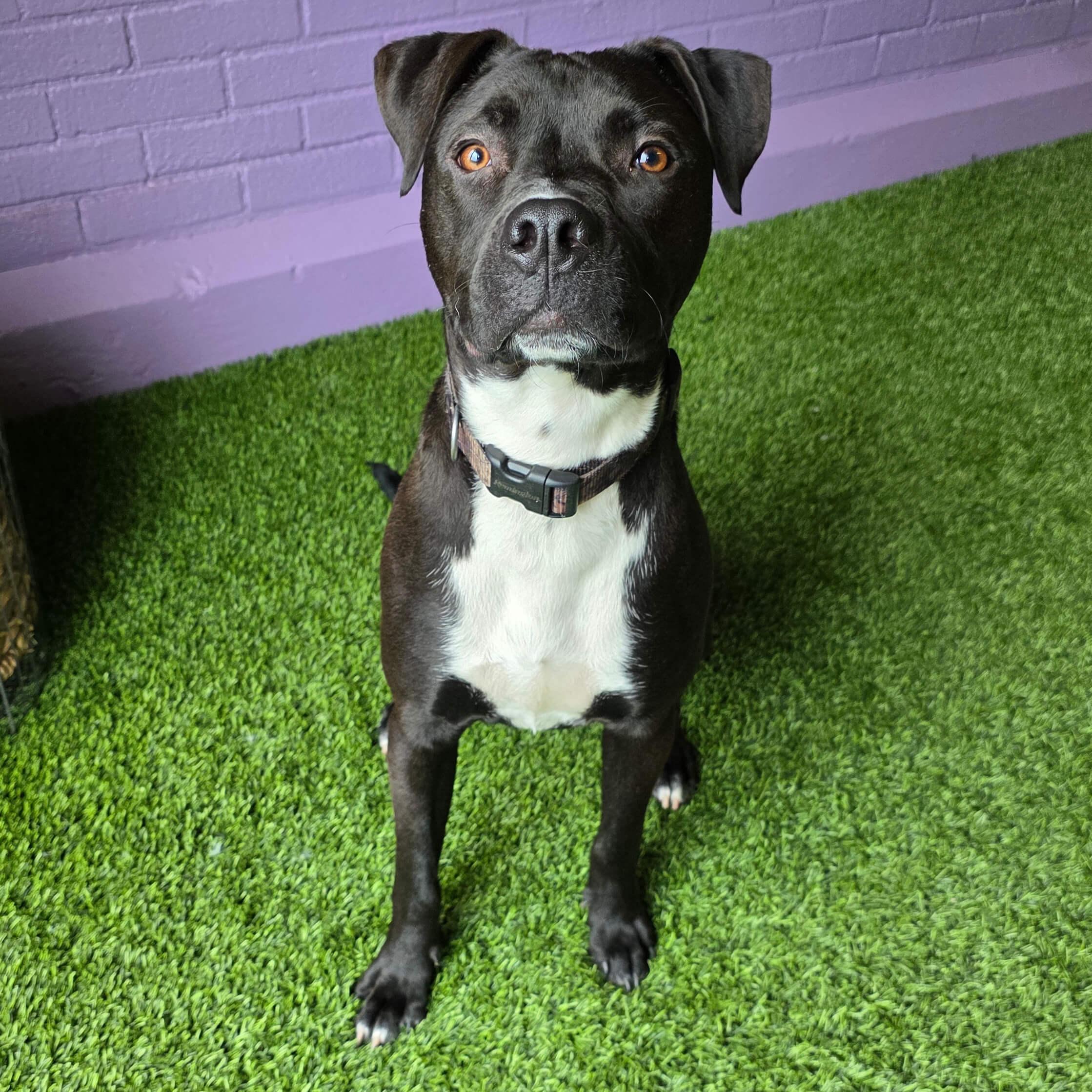 Enlarge Louie, a Adoptable mixed breed in Cumberland, RI image 2/6