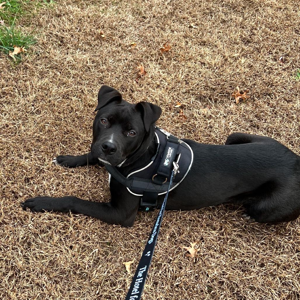Enlarge Louie, a Adoptable mixed breed in Cumberland, RI image 5/6