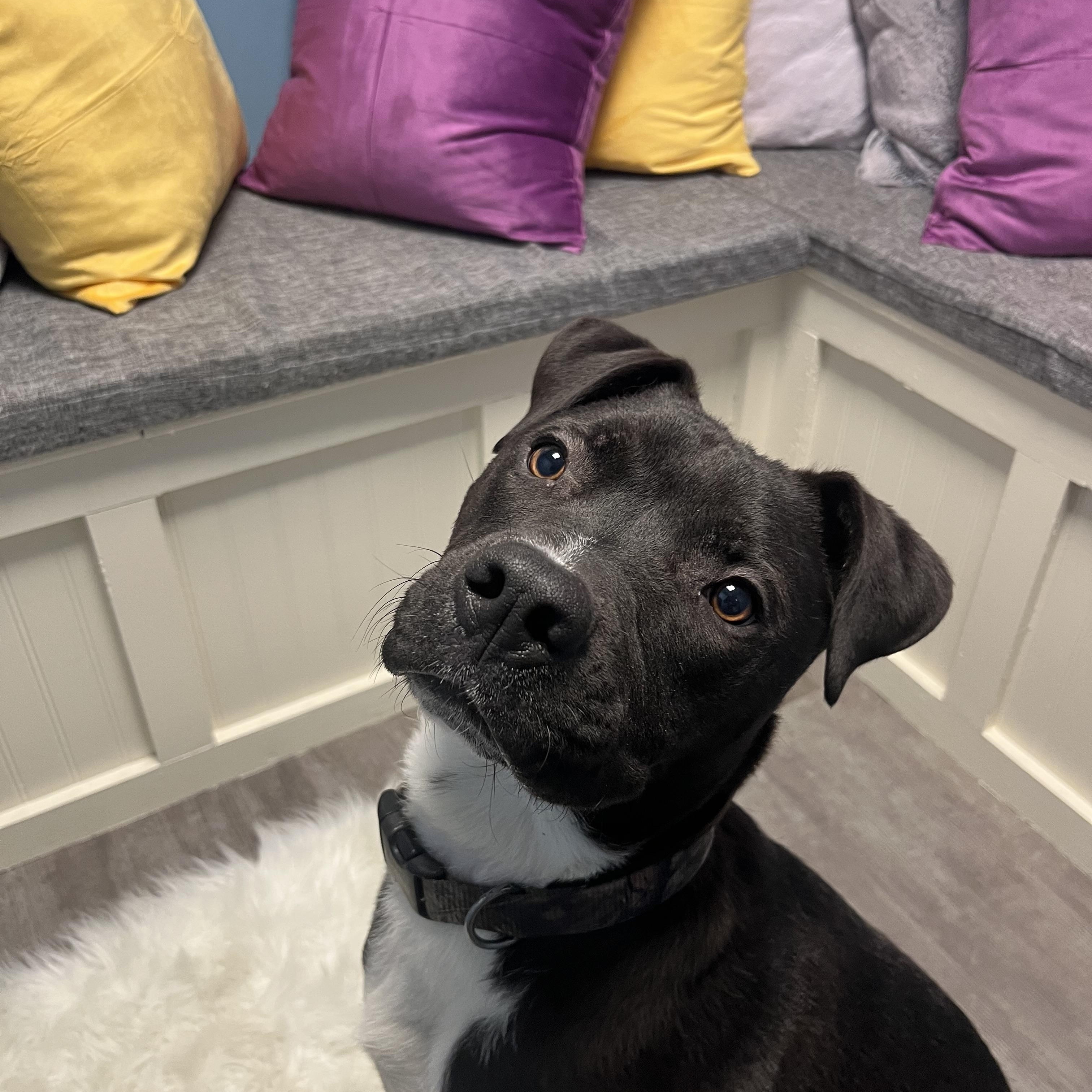 Enlarge Louie, a Adoptable mixed breed in Cumberland, RI image 2/6