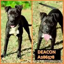 Deacon
