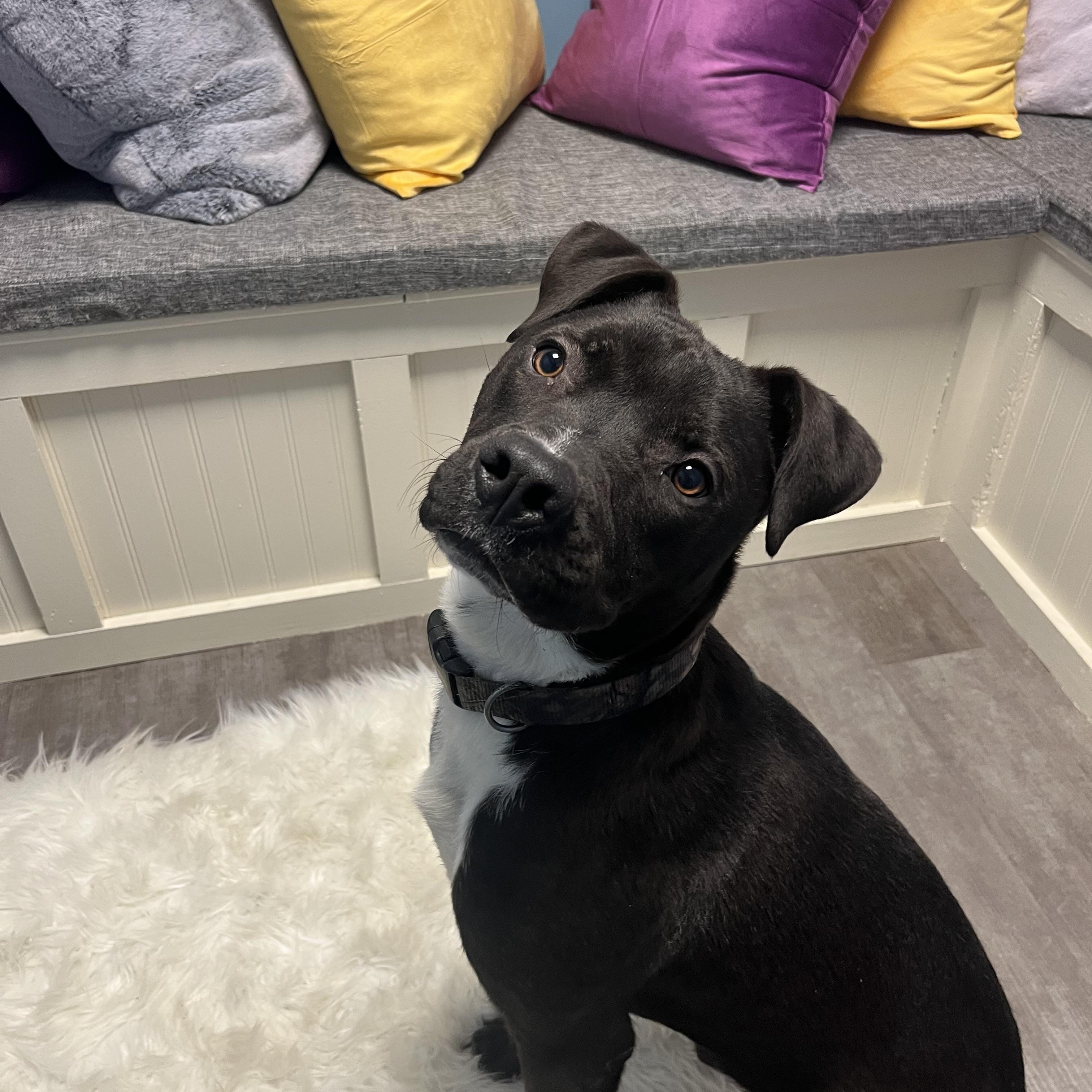 Enlarge Louie, a Adoptable mixed breed in Cumberland, RI image 3/6