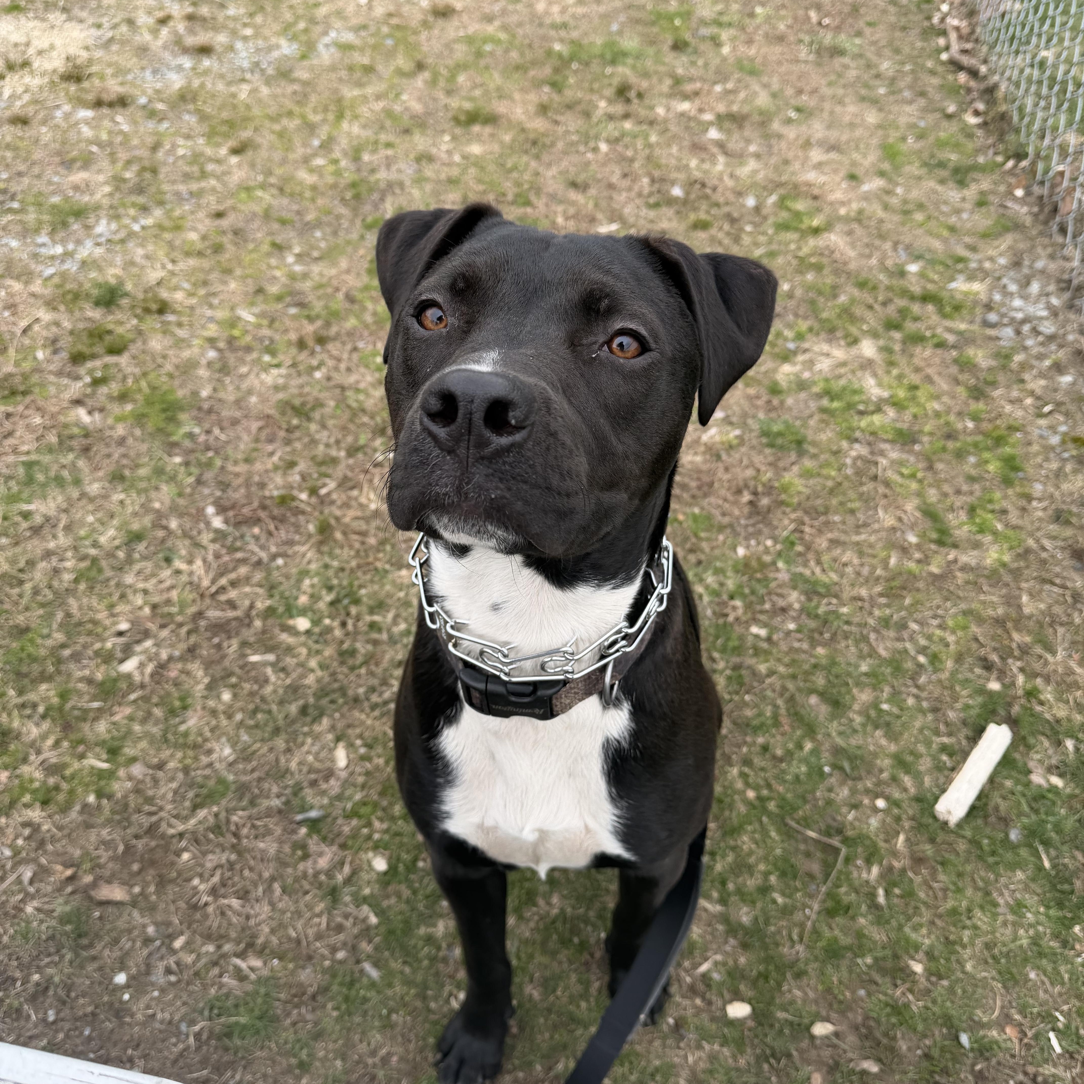Enlarge Louie, a Adoptable mixed breed in Cumberland, RI image 6/6