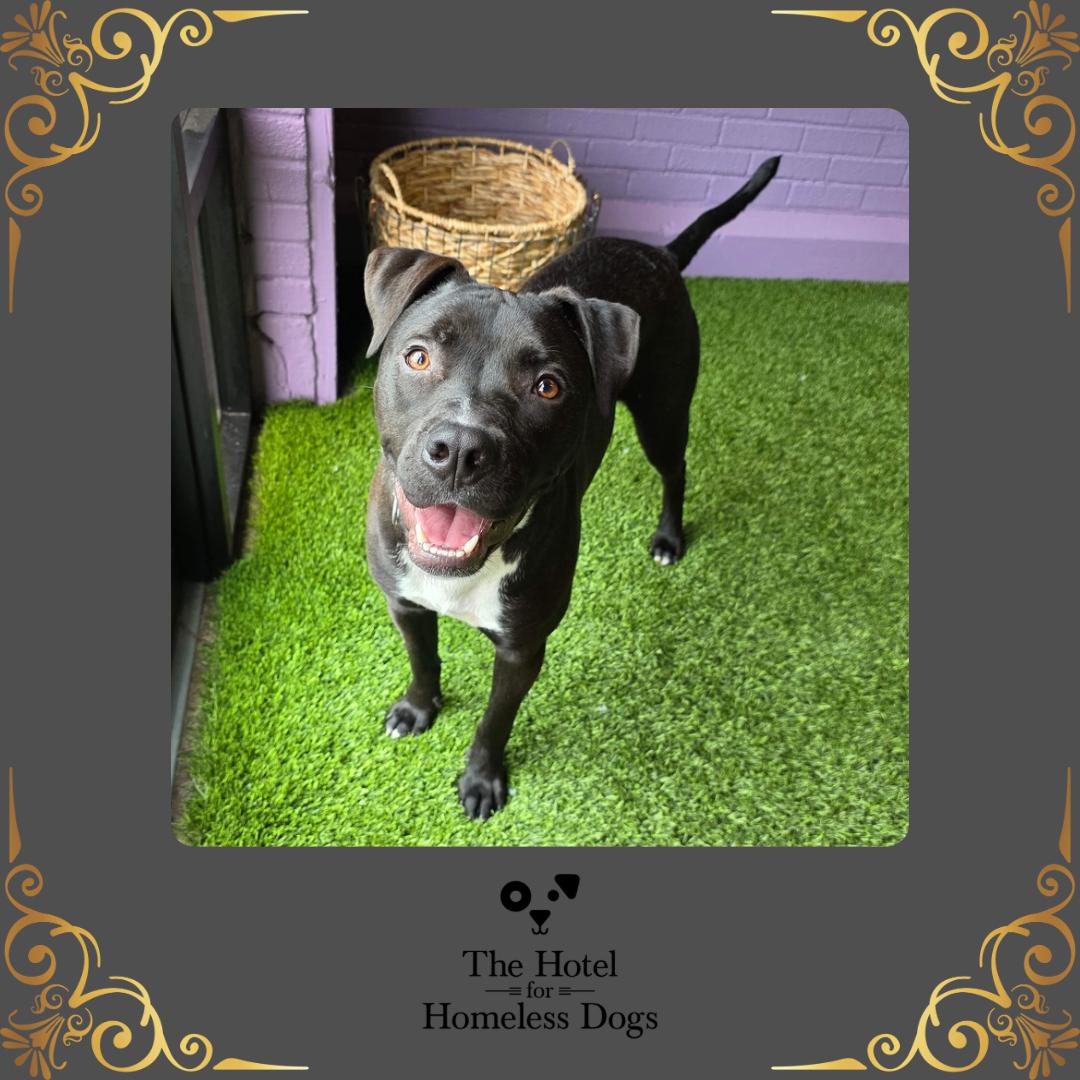 Louie, Adoptable, Young Male American Staffordshire Terrier & Terrier.