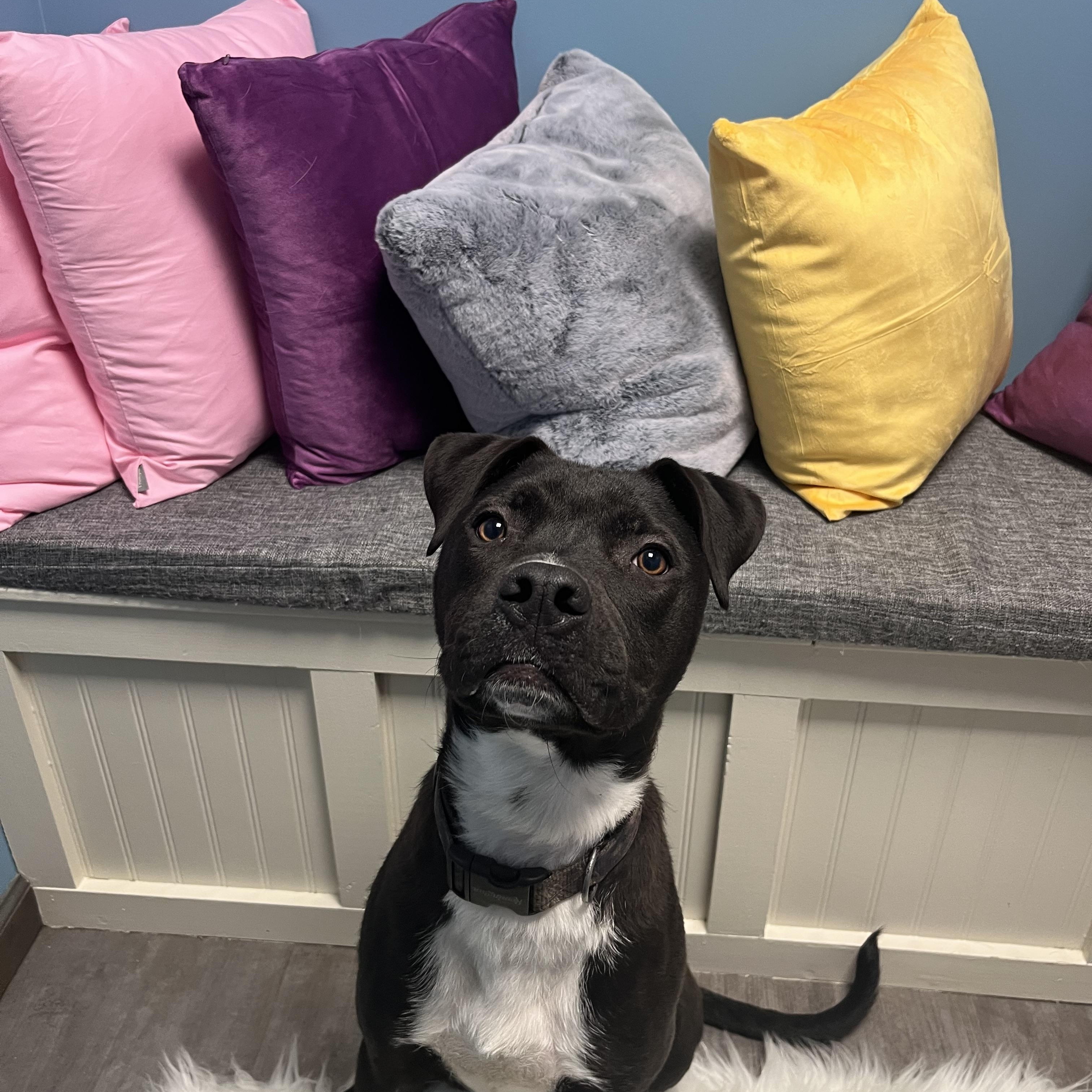 Enlarge Louie, a Adoptable mixed breed in Cumberland, RI image 4/6