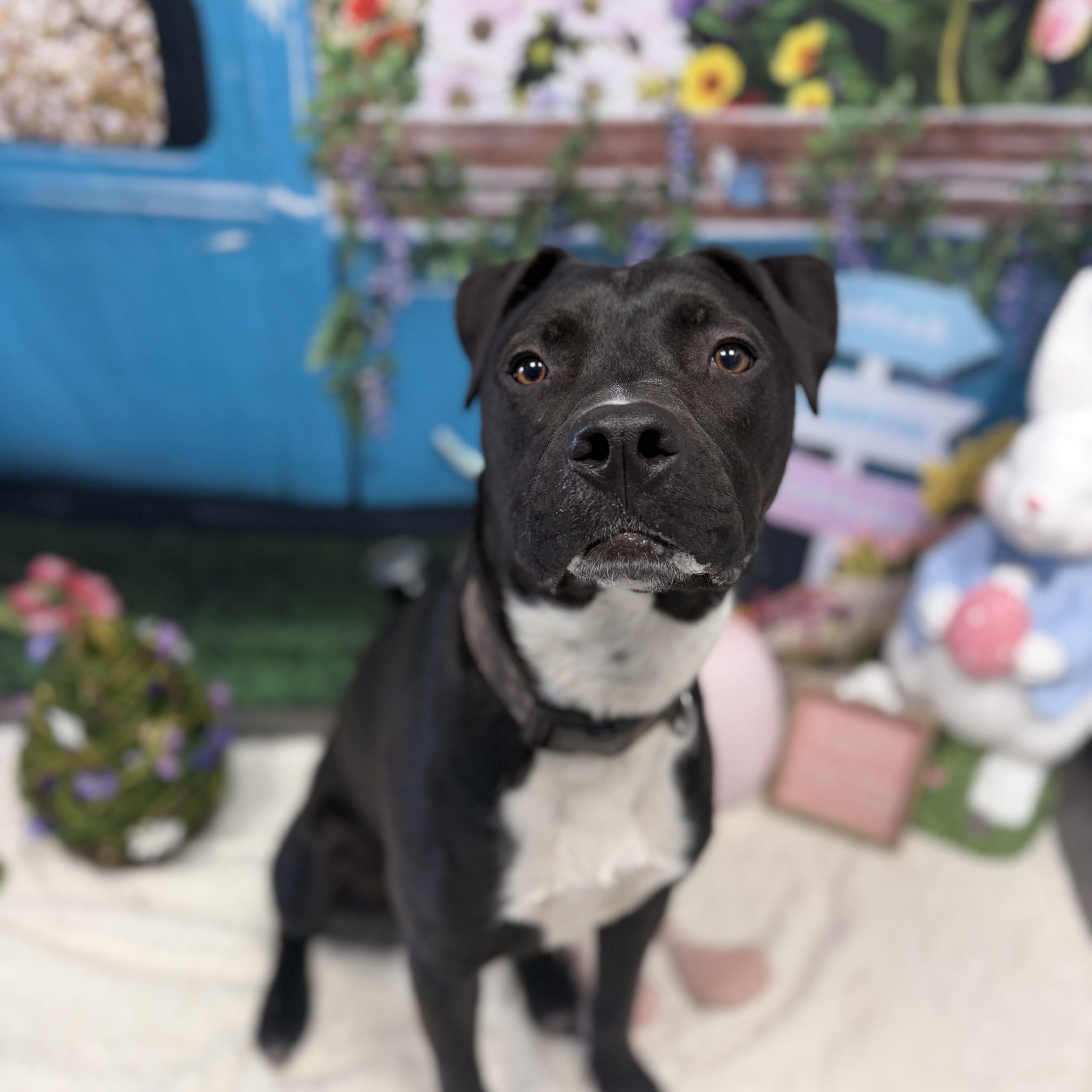 Enlarge Louie, a Adoptable mixed breed in Cumberland, RI image 2/6