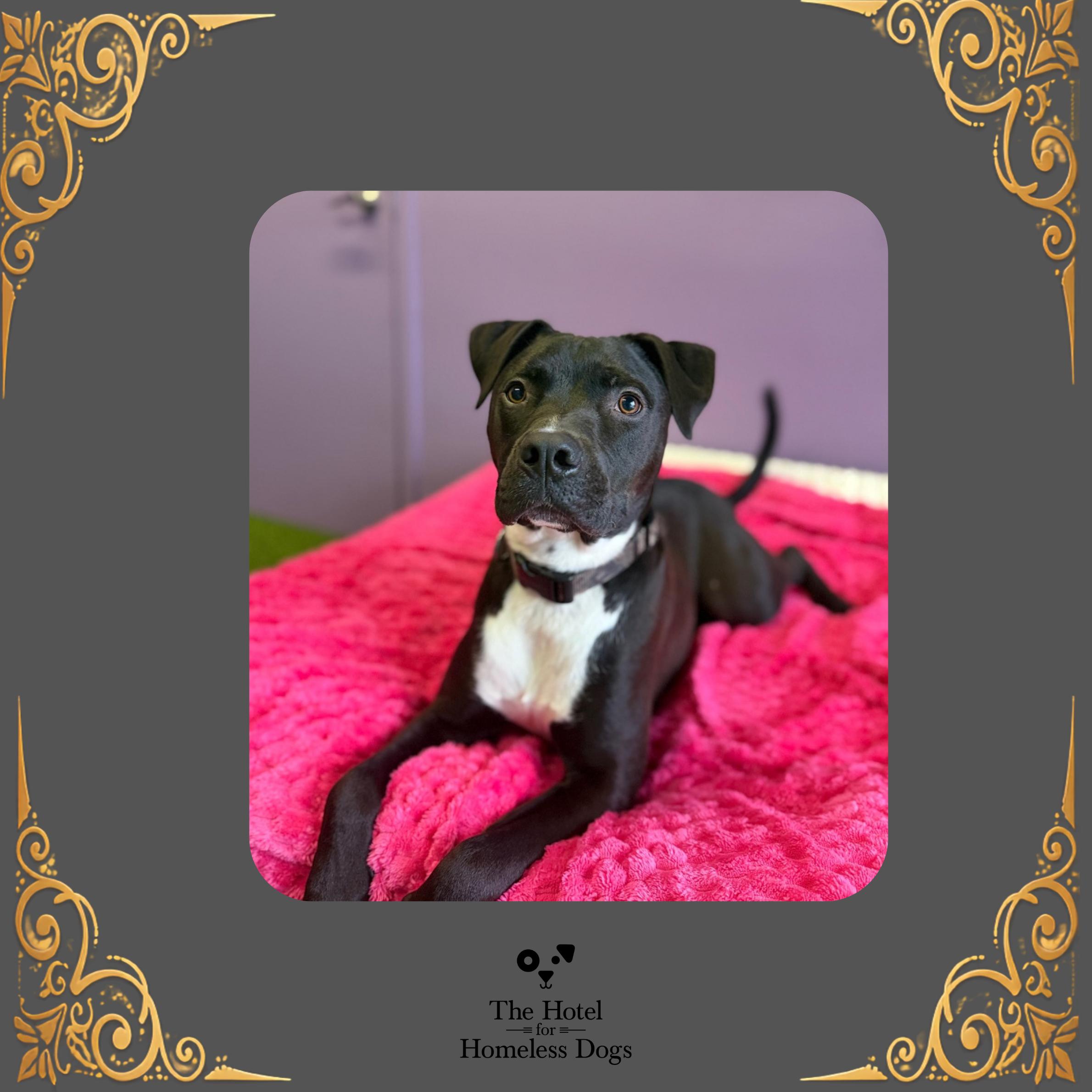 Louie, adoptable, Young Male American Staffordshire Terrier & Terrier.