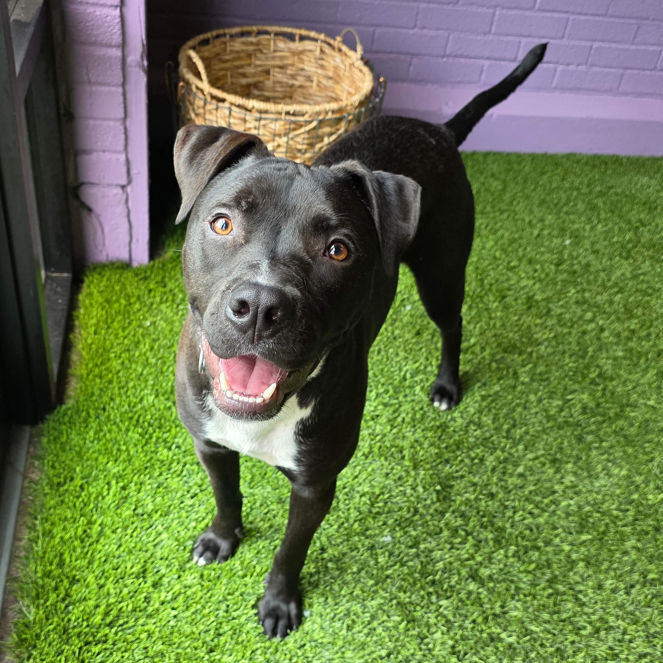 Enlarge Louie, a Adoptable mixed breed in Cumberland, RI image 3/6