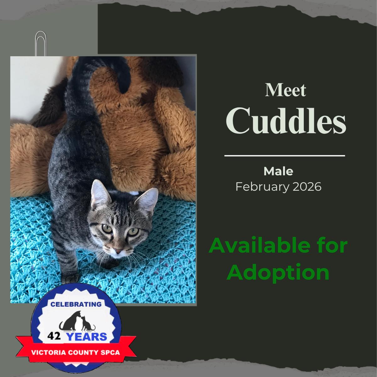 Cuddles, Adoptable, Young Male Domestic Short Hair.