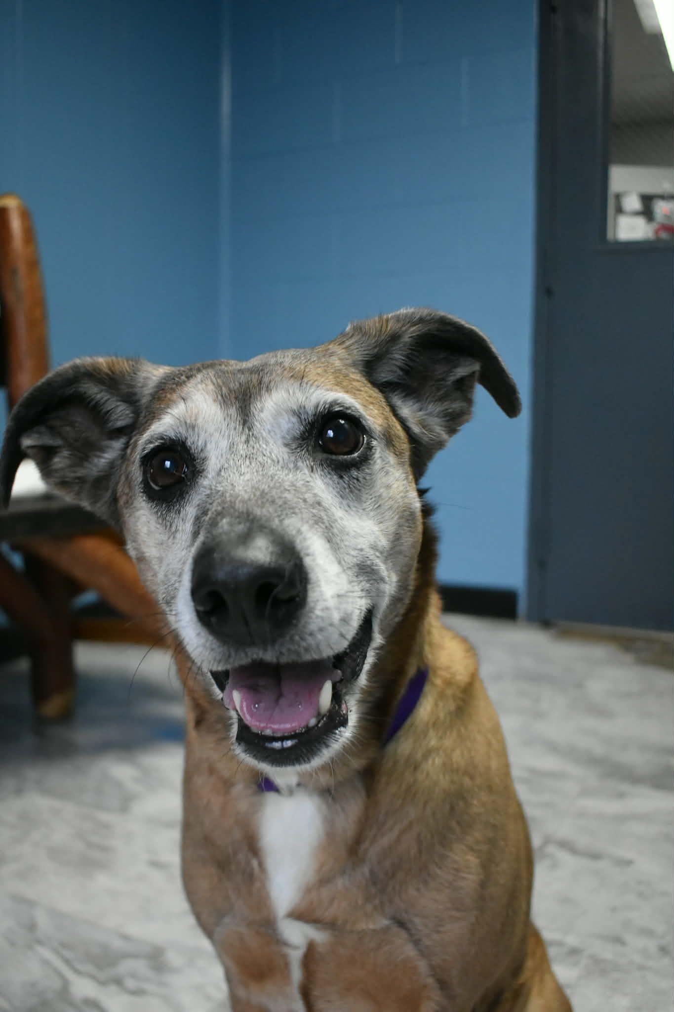 Enlarge Zelda, a ADOPTABLE mixed breed in Altoona, PA image 1/1