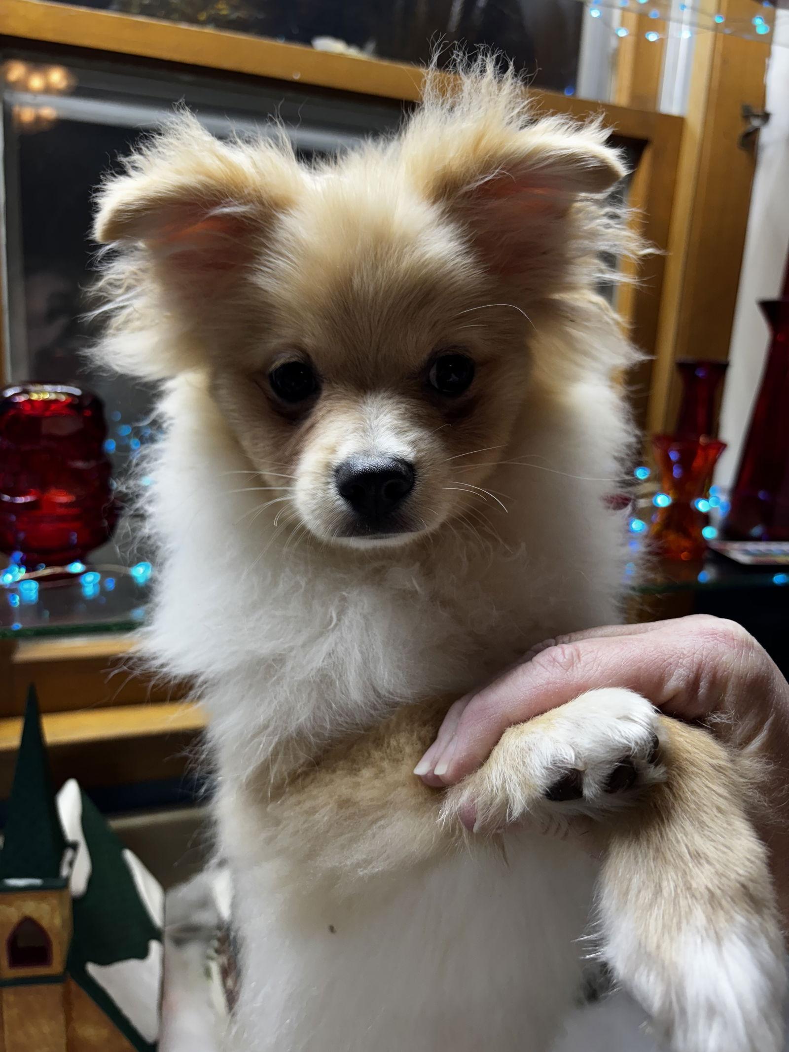Lincoln, Adoptable, Puppy Male Pomeranian.