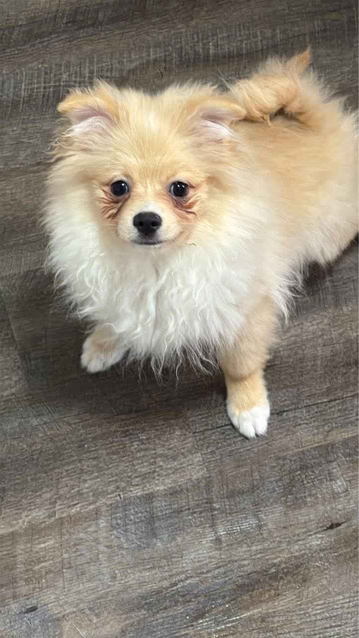 Lincoln, a Adoptable Pomeranian in Brandon, SD image 2/2