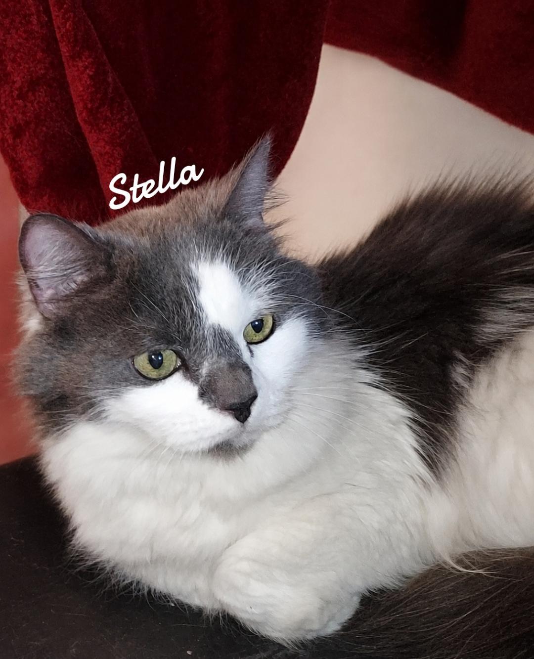 Enlarge Stella, a Adoptable Domestic Medium Hair in Naugatuck, CT image 1/1