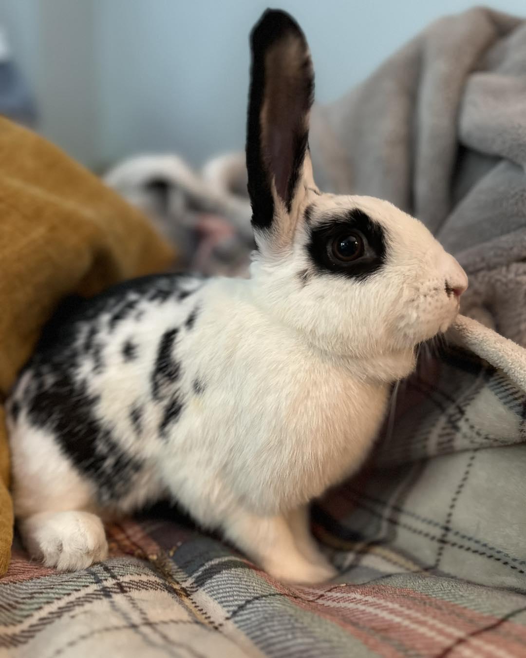 Ramona, a Adoptable mixed breed in Portland, ME image 2/6