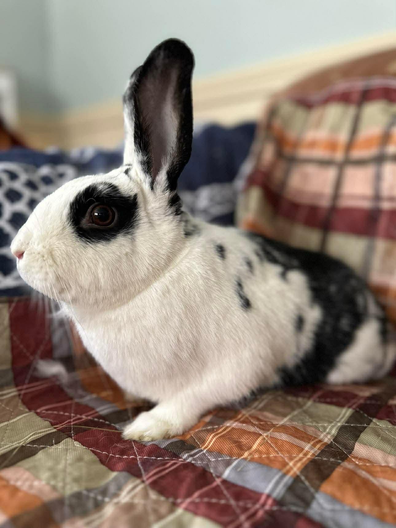 Ramona, Adoptable, Adult Female Bunny Rabbit.