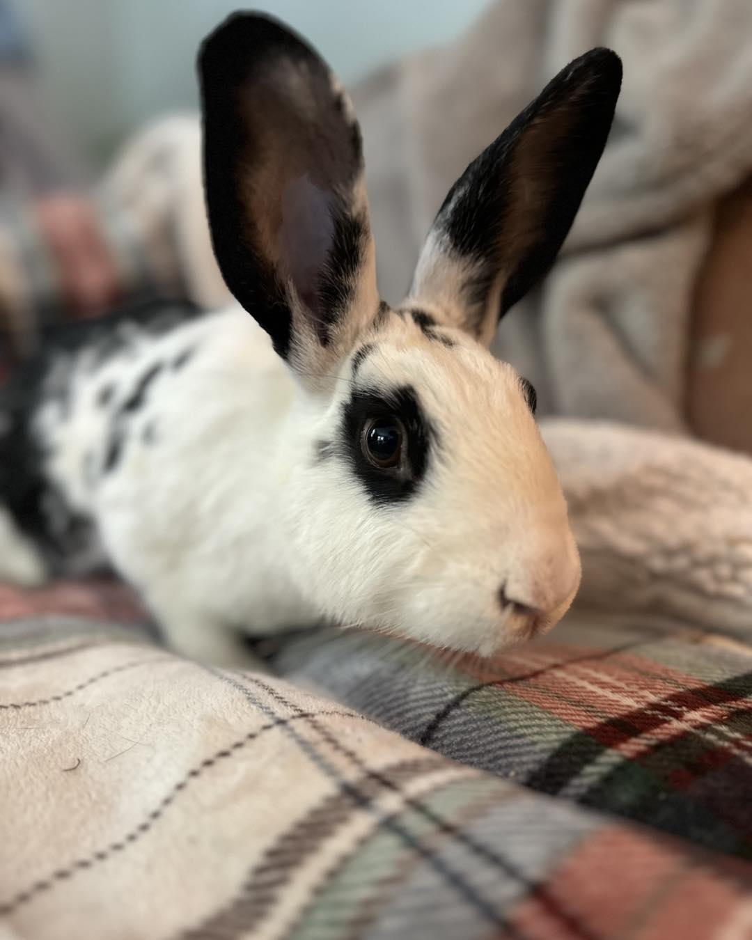Ramona, a Adoptable mixed breed in Portland, ME image 3/6