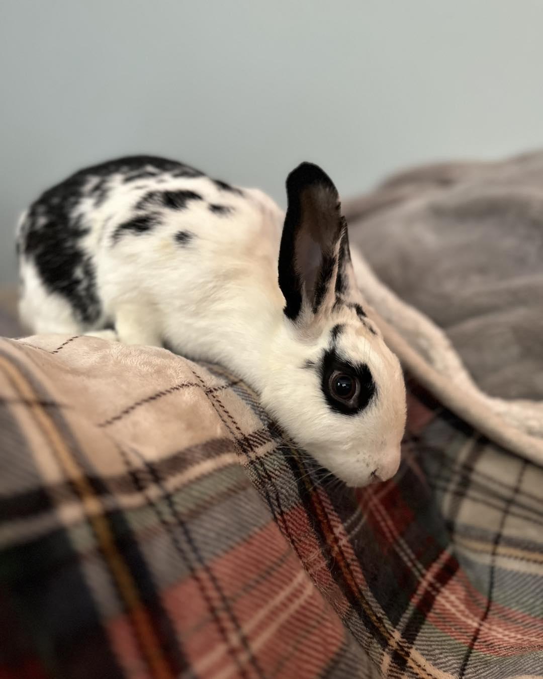 Ramona, a Adoptable mixed breed in Portland, ME image 4/6