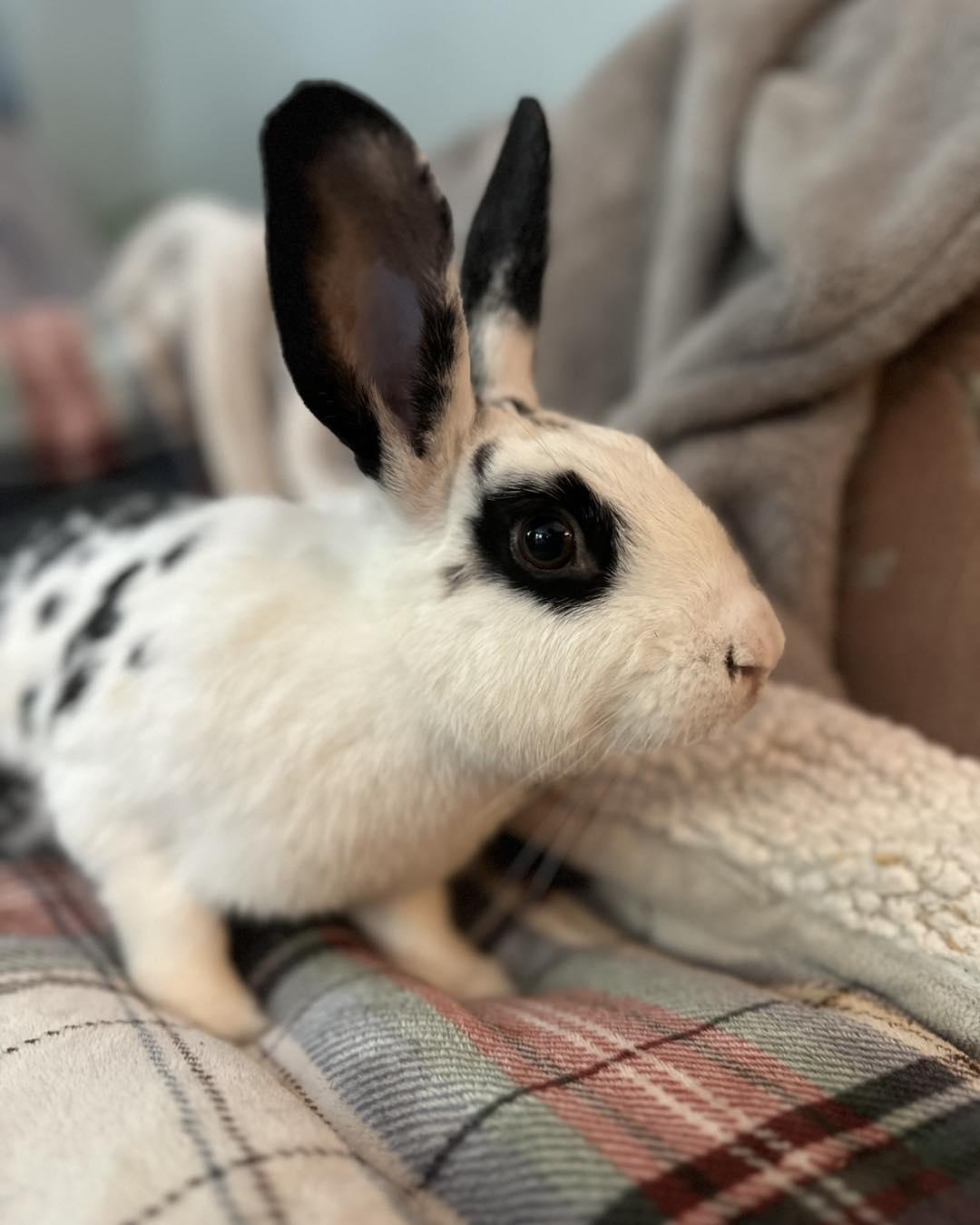 Ramona, a Adoptable mixed breed in Portland, ME image 6/6