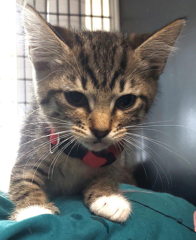 Enlarge Lavender, a Adopted Domestic Short Hair in Albemarle, NC image 1/3