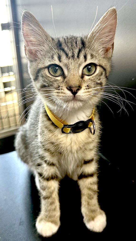Enlarge Lavender, a Adopted Domestic Short Hair in Albemarle, NC image 2/3