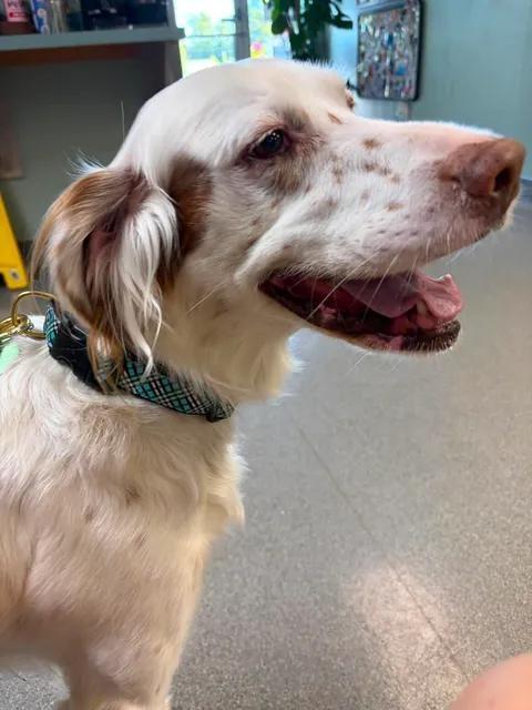 Finn, Adoptable, Adult Male English Setter.