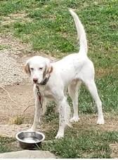 Enlarge Finn, a Adoptable English Setter in Cincinnati, OH image 3/6