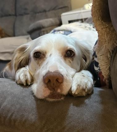 Enlarge Finn, a Adoptable English Setter in Cincinnati, OH image 2/6