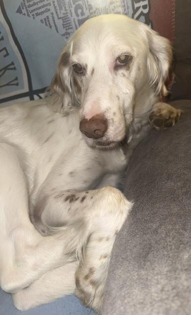 Enlarge Finn, a Adoptable English Setter in Cincinnati, OH image 4/6