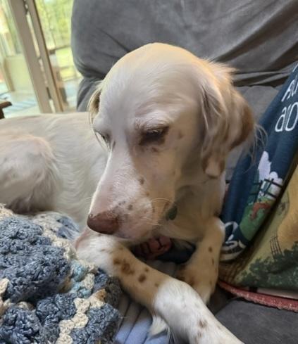 Enlarge Finn, a Adoptable English Setter in Cincinnati, OH image 5/6