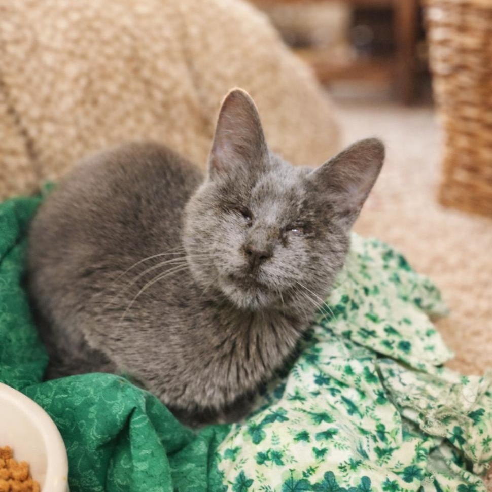 Brazen, Adoptable, Young Female Domestic Short Hair.