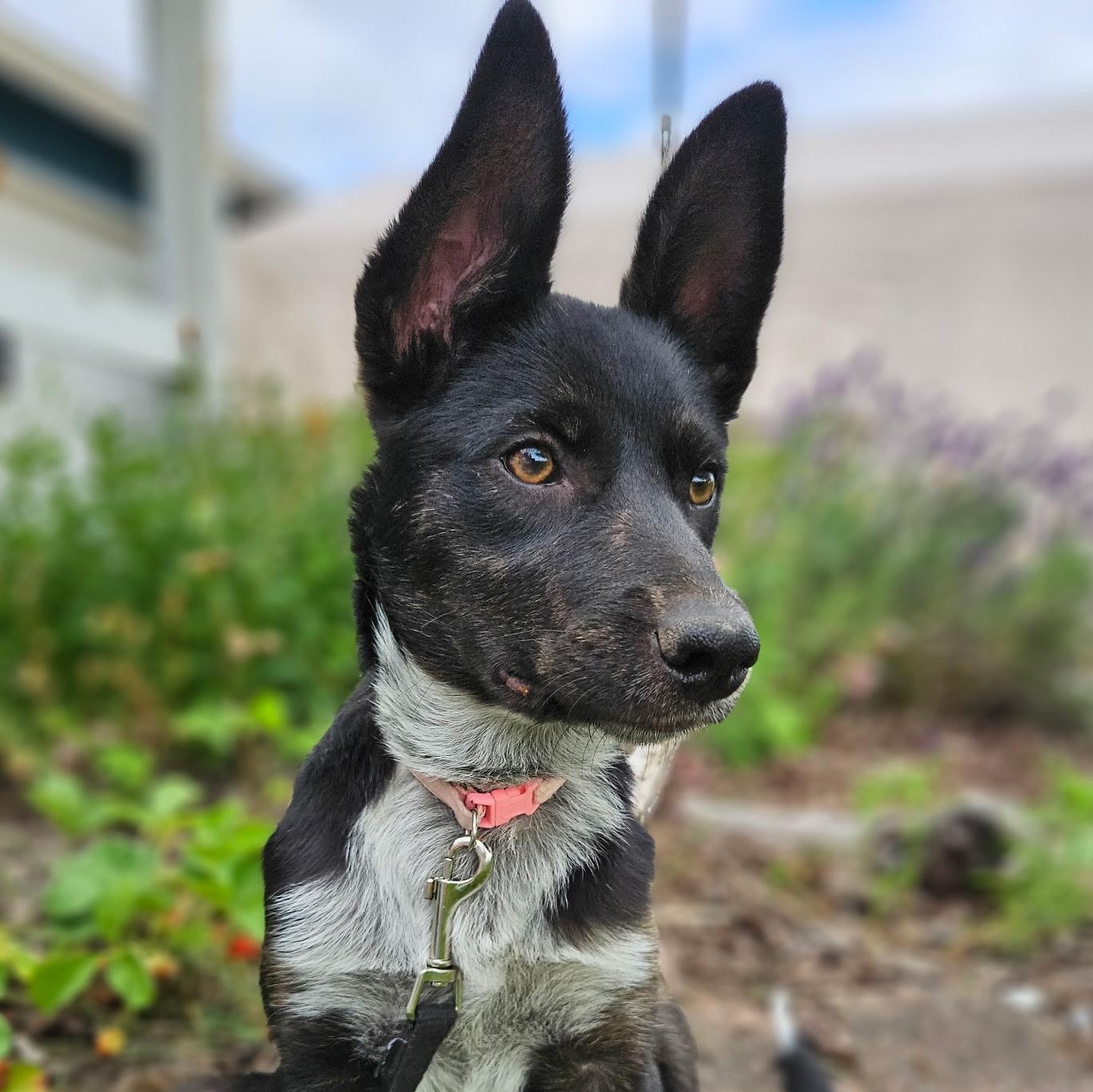 Lilo