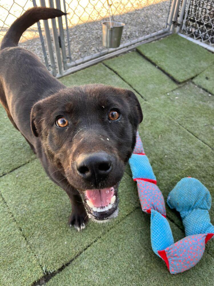 Paloma, Adoptable, Adult Female Labrador Retriever & Mixed Breed.