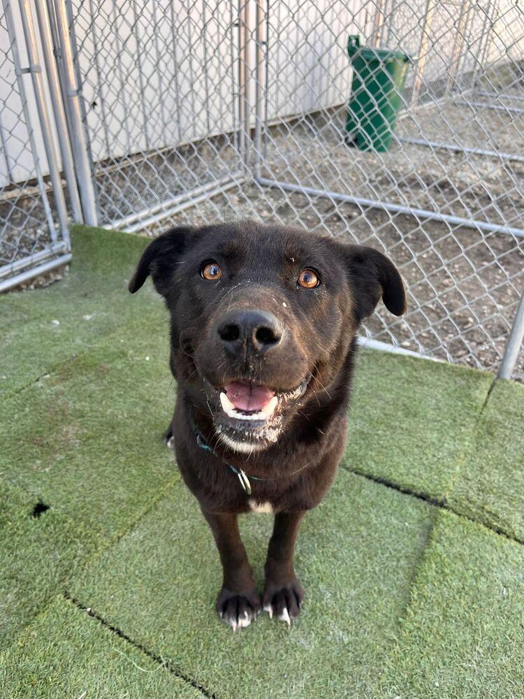 Paloma, a Adoptable mixed breed in Calgary, AB image 2/6