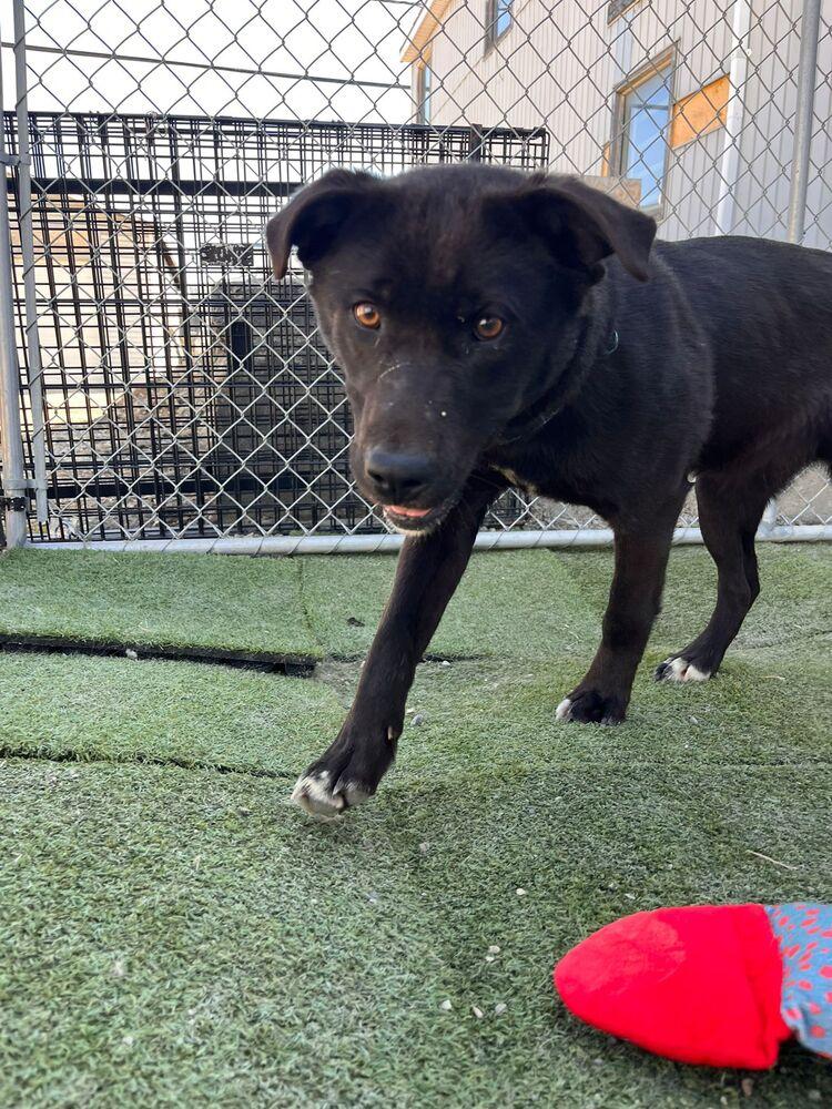 Paloma, a Adoptable mixed breed in Calgary, AB image 3/6