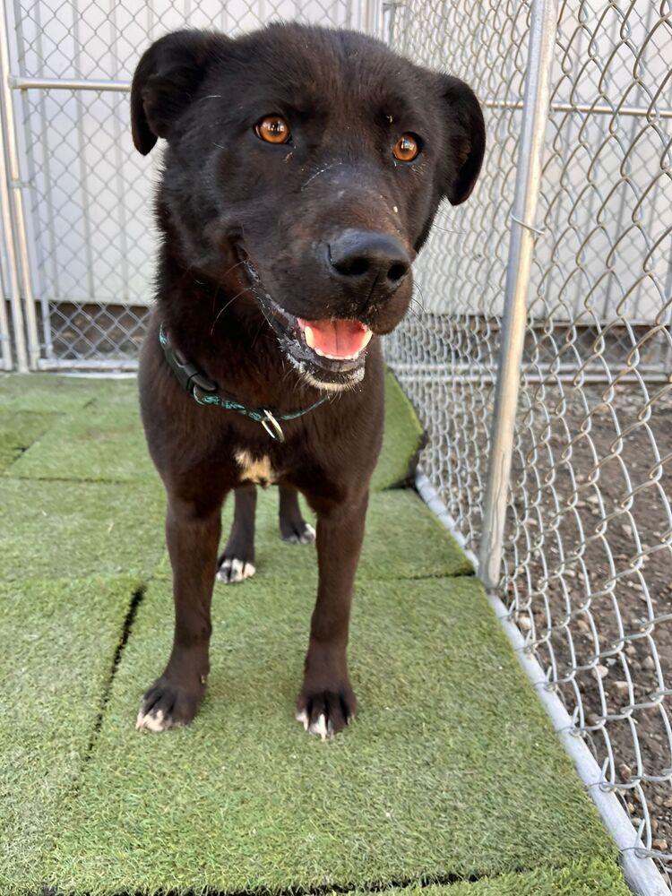 Paloma, a Adoptable mixed breed in Calgary, AB image 4/6