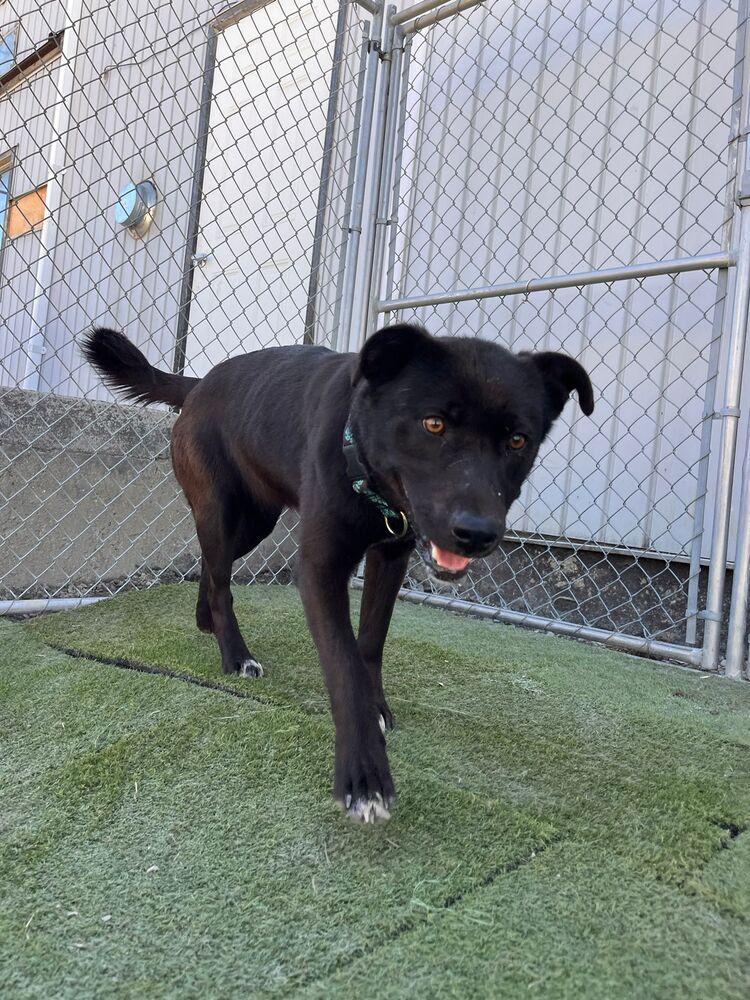 Paloma, a Adoptable mixed breed in Calgary, AB image 5/6