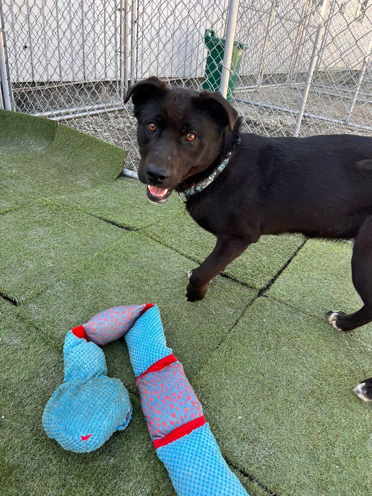 Paloma, a Adoptable mixed breed in Calgary, AB image 6/6