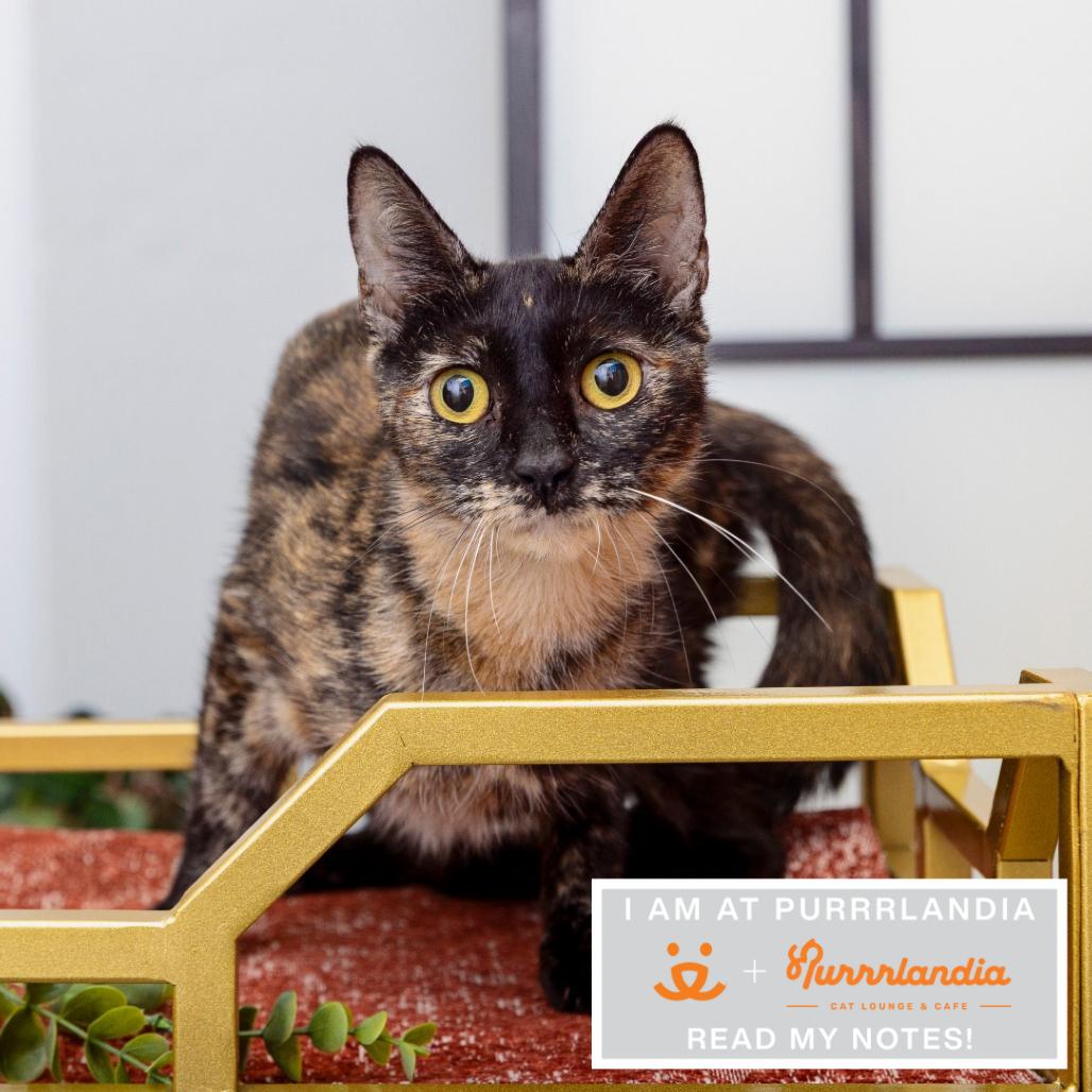 Hollow, Adoptable, Young Female Domestic Short Hair.