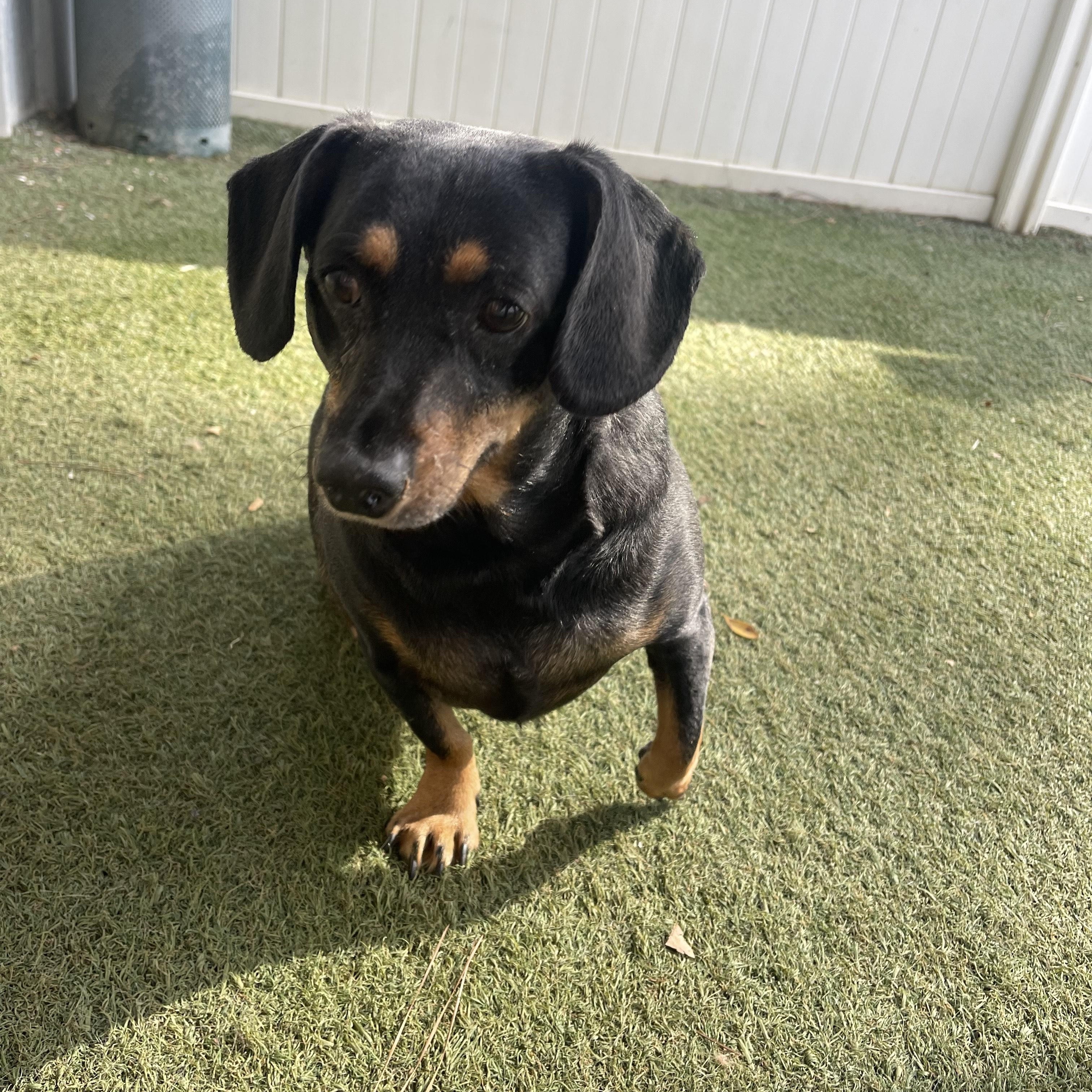 Kofi, an adoptable mixed breed in Baton Rouge, LA image 2/5