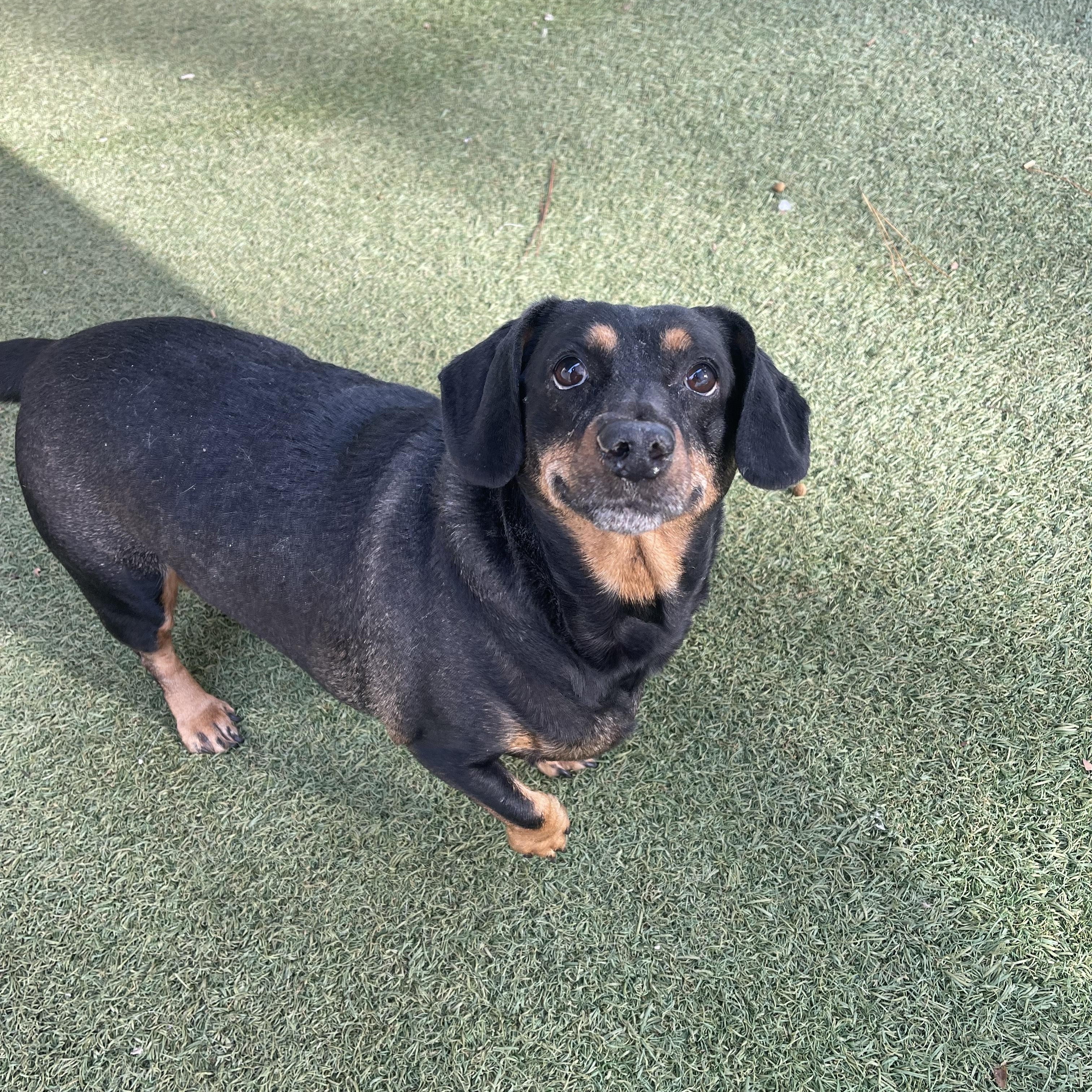 Kofi, an adoptable mixed breed in Baton Rouge, LA image 3/5