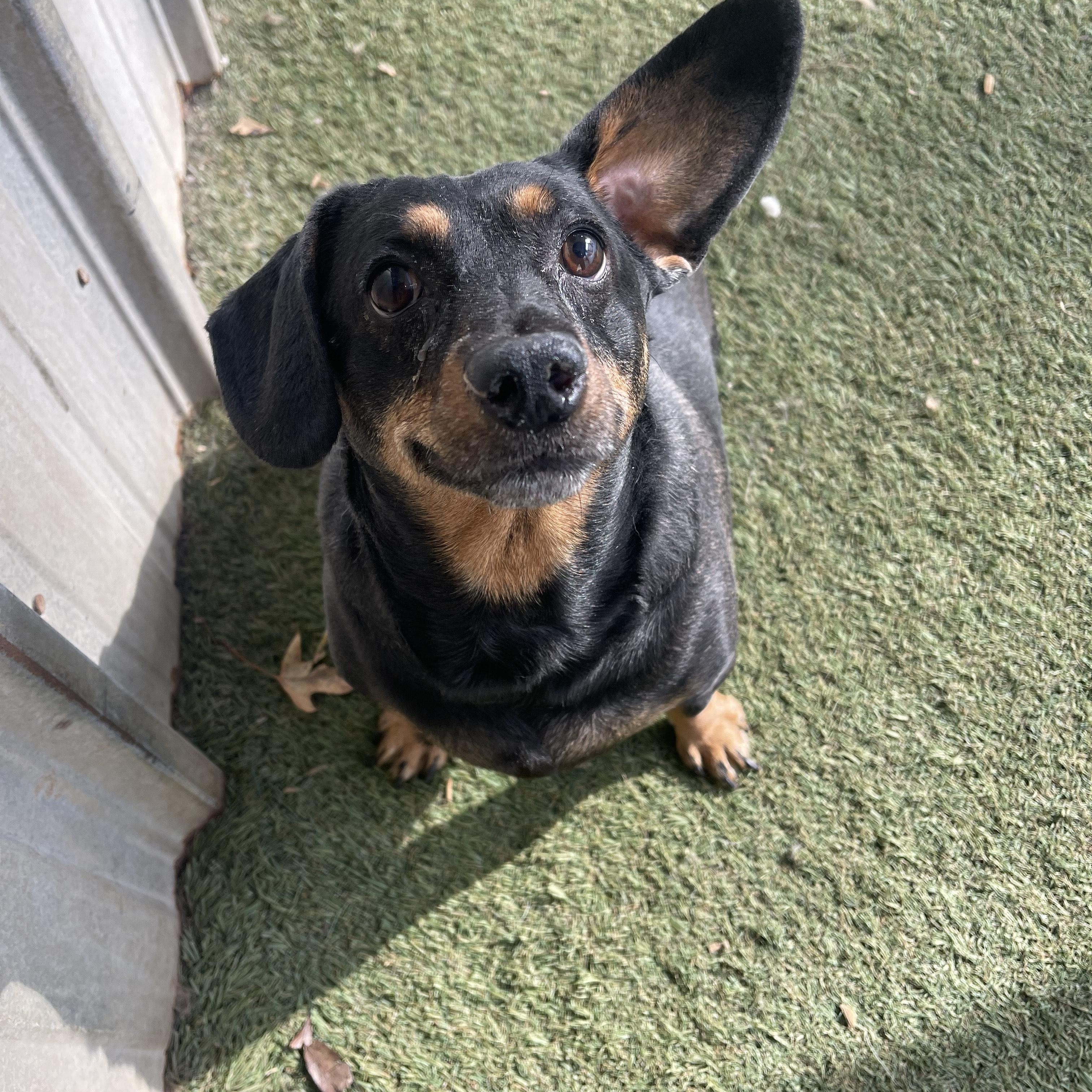 Kofi, an adoptable mixed breed in Baton Rouge, LA image 4/5