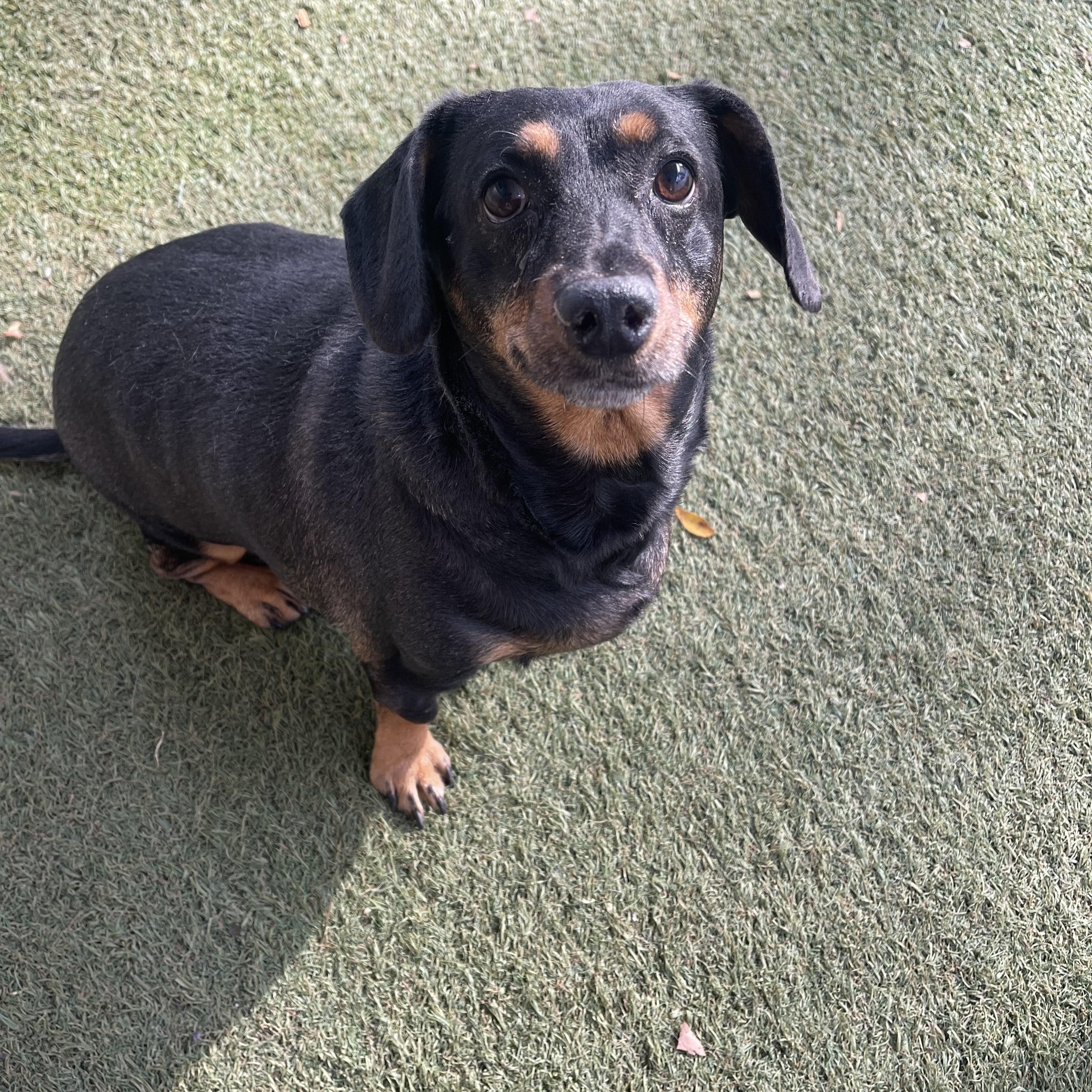 Kofi, adoptable, Adult Male Dachshund.