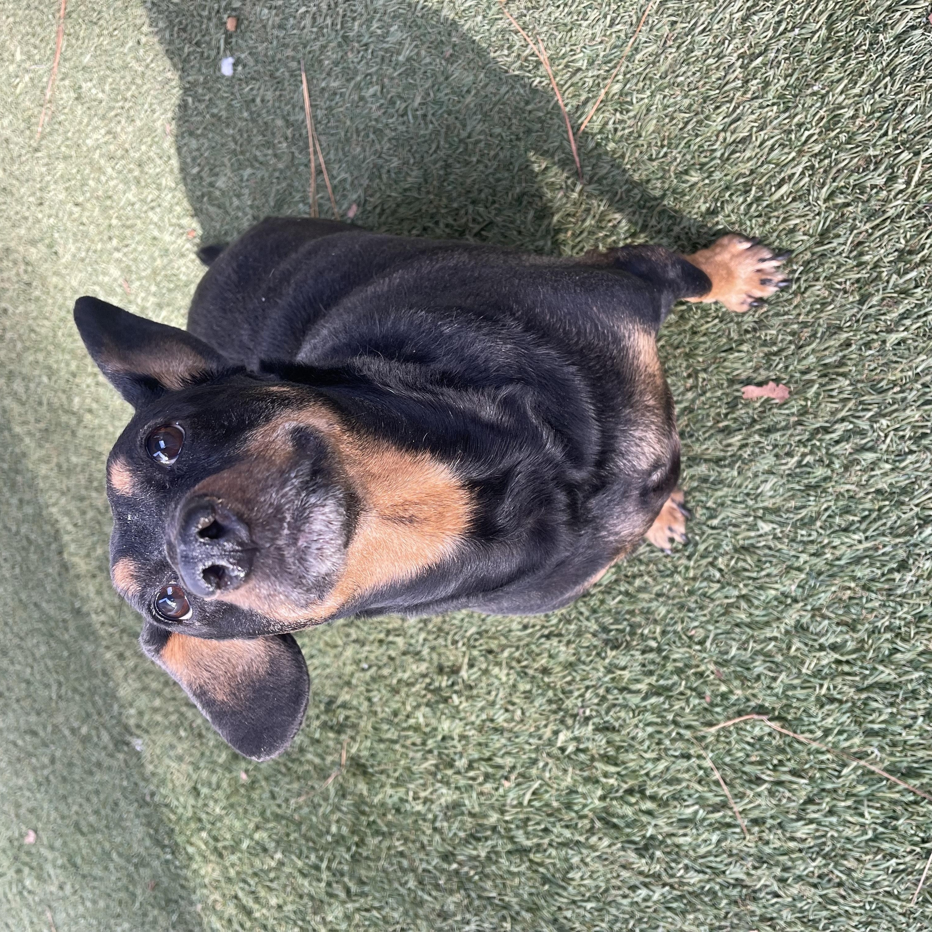 Kofi, an adoptable mixed breed in Baton Rouge, LA image 5/5