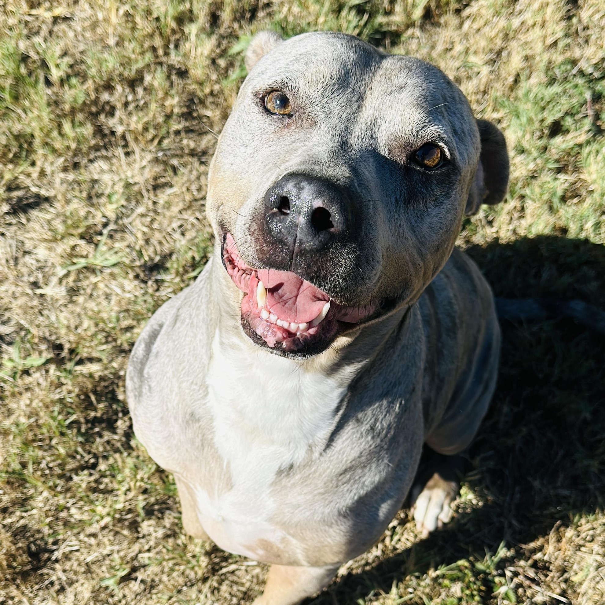 Enlarge Grayson, a Adoptable American Staffordshire Terrier in Gonzales, TX image 2/5