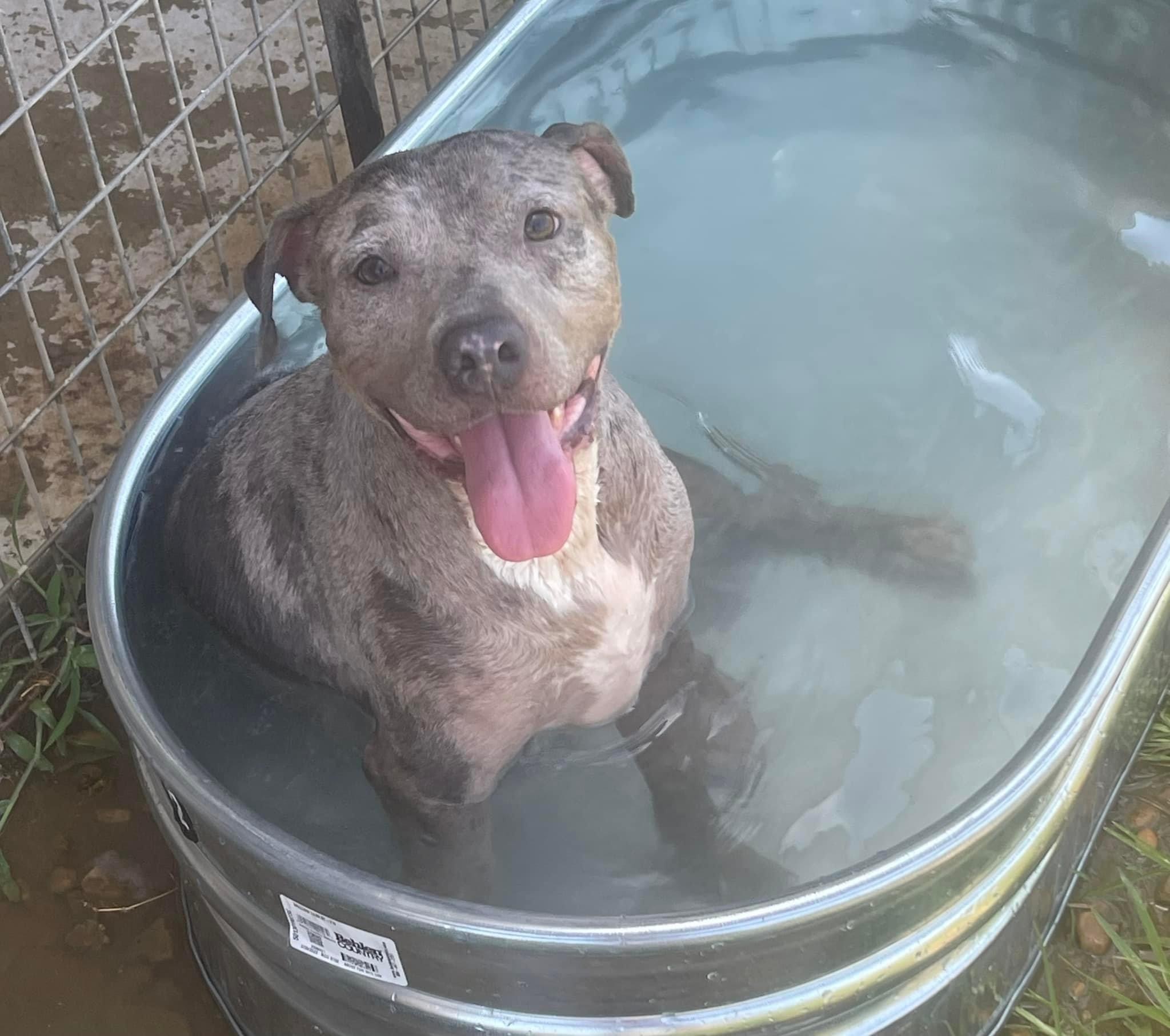 Enlarge Grayson, a Adoptable American Staffordshire Terrier in Gonzales, TX image 3/5