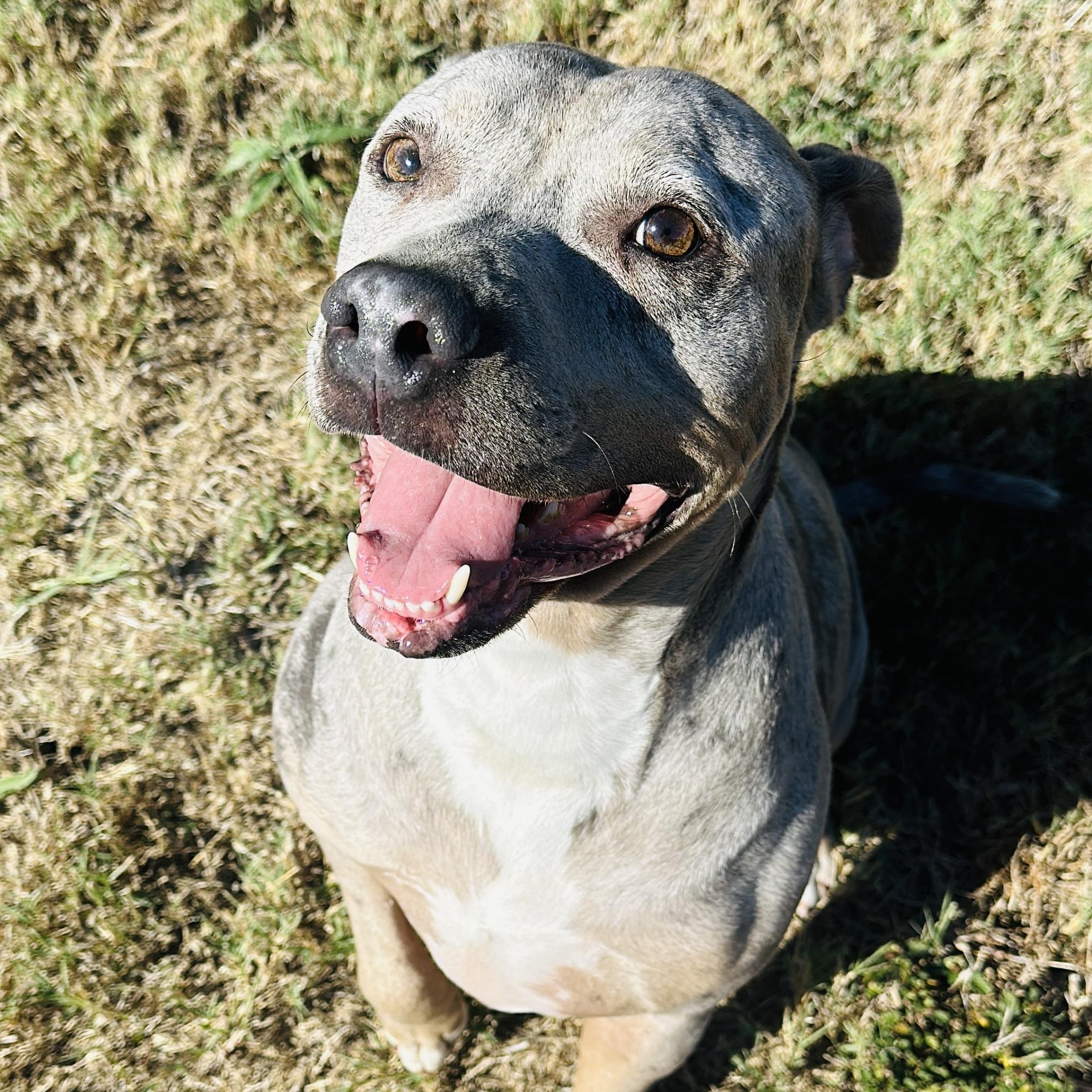 Enlarge Grayson, a Adoptable American Staffordshire Terrier in Gonzales, TX image 4/5