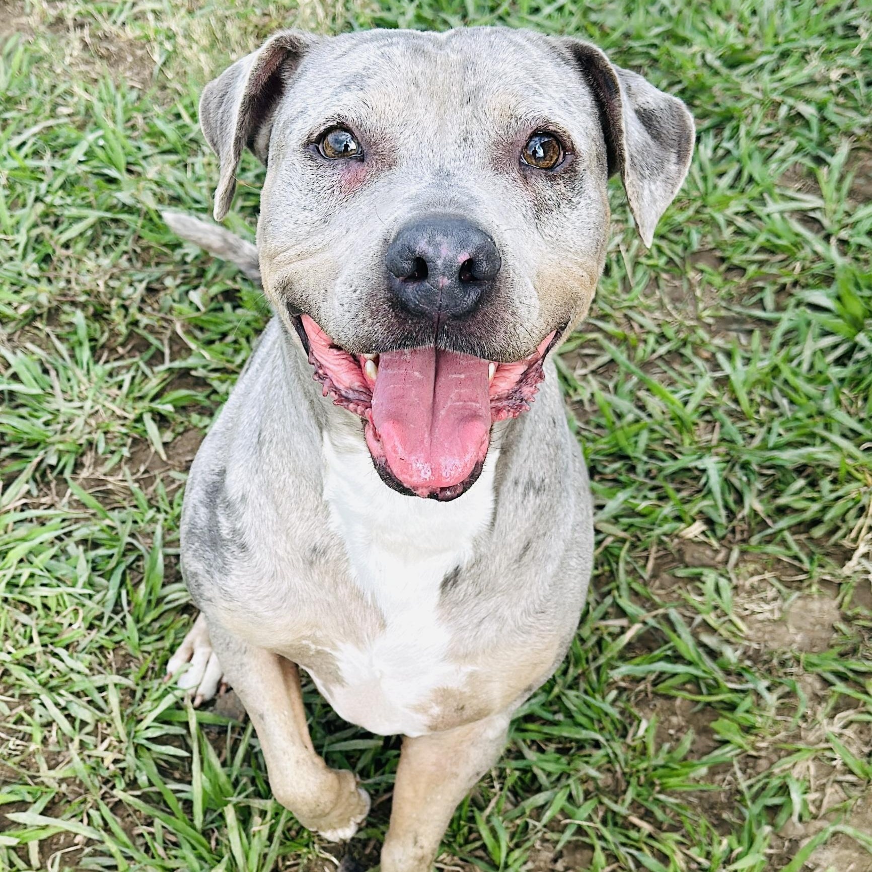 Enlarge Grayson, a Adoptable American Staffordshire Terrier in Gonzales, TX image 1/5